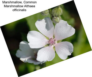 Marshmallow, Common Marshmallow Althaea officinalis