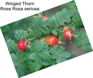 Winged Thorn Rose Rosa sericea