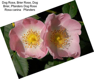 Dog Rose, Brier Rose, Dog Brier, Pfanders Dog Rose Rosa canina   Pfanders