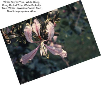 White Orchid Tree, White Hong Kong Orchid Tree, White Butterfly Tree, White Hawaiian Orchid Tree Bauhinia purpurea  Alba