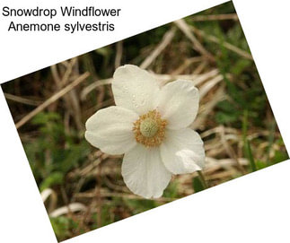 Snowdrop Windflower Anemone sylvestris