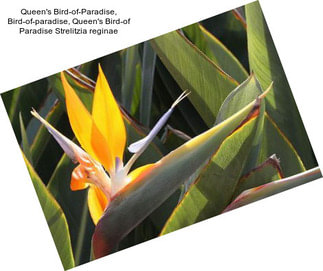 Queen\'s Bird-of-Paradise, Bird-of-paradise, Queen\'s Bird-of Paradise Strelitzia reginae