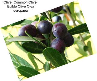 Olive, Common Olive, Edible Olive Olea europaea