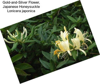 Gold-and-Silver Flower, Japanese Honeysuckle Lonicera japonica