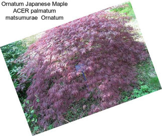 Ornatum Japanese Maple ACER palmatum matsumurae  Ornatum