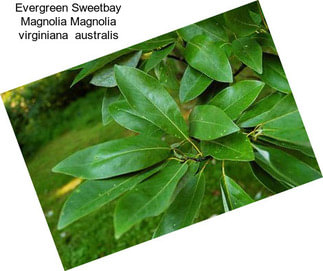 Evergreen Sweetbay Magnolia Magnolia virginiana  australis
