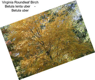 Virginia Roundleaf Birch Betula lenta uber    - Betula uber