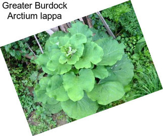 Greater Burdock Arctium lappa