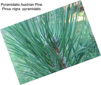 Pyramidalis Austrian Pine Pinus nigra  pyramidalis