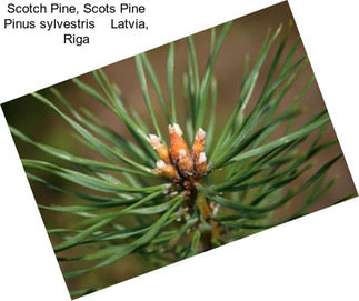 Scotch Pine, Scots Pine Pinus sylvestris    Latvia, Riga