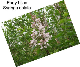 Early Lilac Syringa oblata