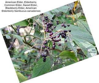 American Elder, Elderberry, Common Elder, Sweet Elder, Blackberry Elder, American Elderberry Sambucus canadensis