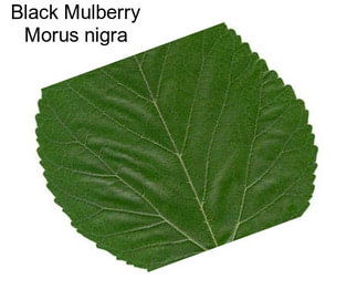 Black Mulberry Morus nigra