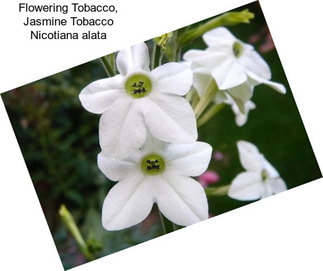 Flowering Tobacco, Jasmine Tobacco Nicotiana alata