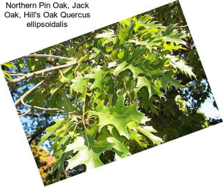 Northern Pin Oak, Jack Oak, Hill\'s Oak Quercus ellipsoidalis
