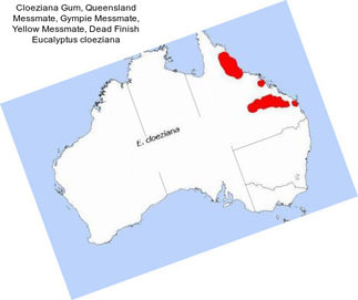 Cloeziana Gum, Queensland Messmate, Gympie Messmate, Yellow Messmate, Dead Finish Eucalyptus cloeziana