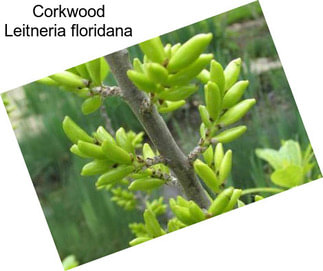 Corkwood Leitneria floridana