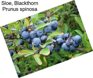 Sloe, Blackthorn Prunus spinosa