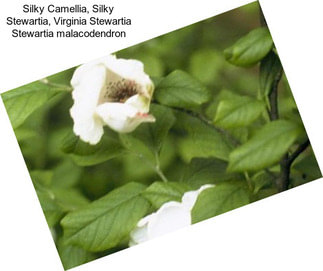 Silky Camellia, Silky Stewartia, Virginia Stewartia Stewartia malacodendron