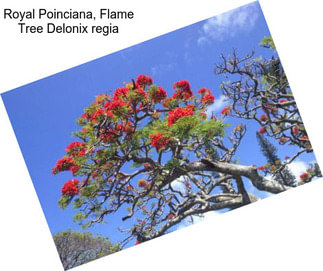 Royal Poinciana, Flame Tree Delonix regia