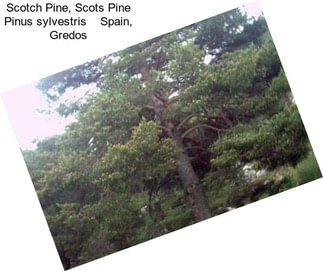 Scotch Pine, Scots Pine Pinus sylvestris    Spain, Gredos