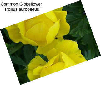 Common Globeflower Trollius europaeus