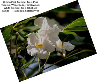 Cuban Pink Trumpet Tree, Pink Tecoma, White Cedar, Whitewood, White Trumpet Tree Tabebuia pallida     - Tabebuia heterophylla