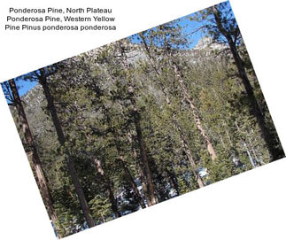 Ponderosa Pine, North Plateau Ponderosa Pine, Western Yellow Pine Pinus ponderosa ponderosa