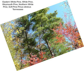 Eastern White Pine, White Pine, Weymouth Pine, Northern White Pine, Soft Pine Pinus strobus    Tennessee