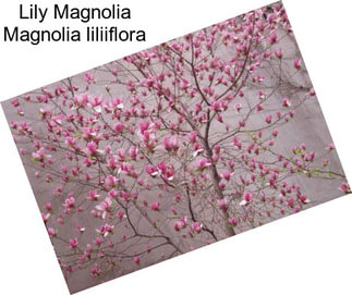 Lily Magnolia Magnolia liliiflora