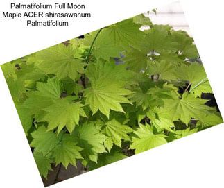 Palmatifolium Full Moon Maple ACER shirasawanum  Palmatifolium