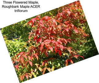 Three Flowered Maple, Roughbark Maple ACER triflorum