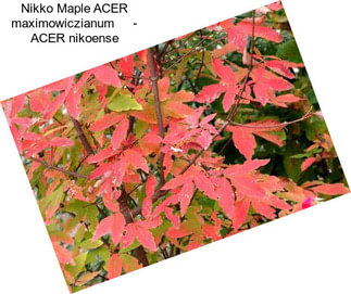 Nikko Maple ACER maximowiczianum     - ACER nikoense