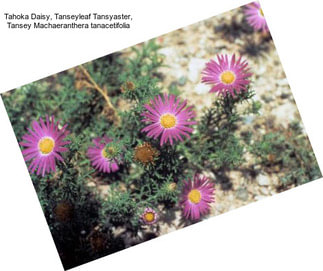 Tahoka Daisy, Tanseyleaf Tansyaster, Tansey Machaeranthera tanacetifolia