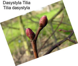 Dasystyla Tilia Tilia dasystyla