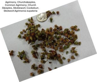 Agrimony, Churchsteeples, Common Agrimony, Church Steeples, Sticklewort, Cockeburr, Stickwort Agrimonia eupatoria