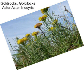 Goldilocks, Goldilocks Aster Aster linosyris