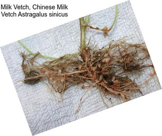 Milk Vetch, Chinese Milk Vetch Astragalus sinicus