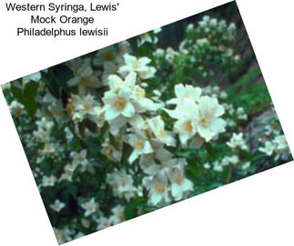 Western Syringa, Lewis\' Mock Orange Philadelphus lewisii