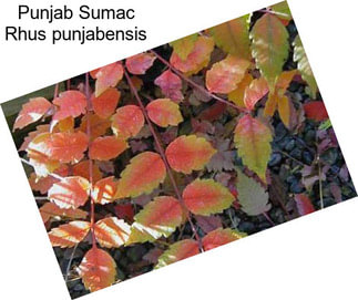 Punjab Sumac Rhus punjabensis