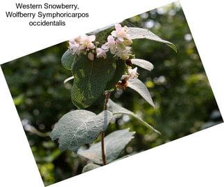 Western Snowberry, Wolfberry Symphoricarpos occidentalis
