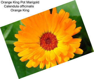 Orange King Pot Marigold Calendula officinalis   Orange King
