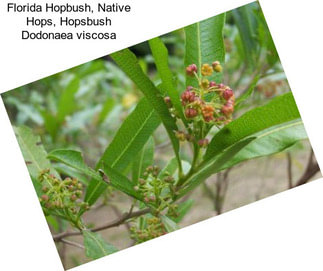 Florida Hopbush, Native Hops, Hopsbush Dodonaea viscosa