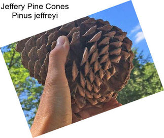 Jeffery Pine Cones Pinus jeffreyi