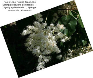 Pekin Lilac, Peking Tree Lilac Syringa reticulata pekinensis    - Syringa pekinensis    , Syringa amurensis pekinensis