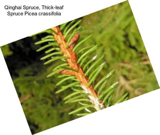 Qinghai Spruce, Thick-leaf Spruce Picea crassifolia