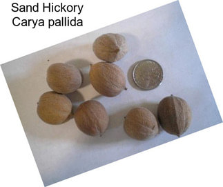 Sand Hickory Carya pallida