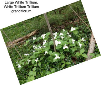 Large White Trillium, White Trillium Trillium grandiflorum