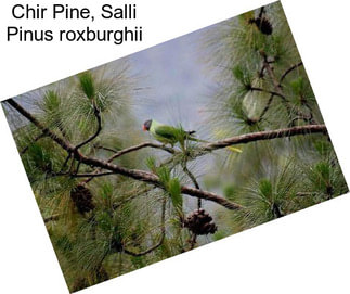 Chir Pine, Salli Pinus roxburghii