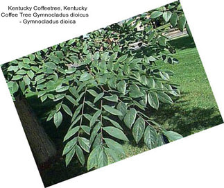 Kentucky Coffeetree, Kentucky Coffee Tree Gymnocladus dioicus     - Gymnocladus dioica